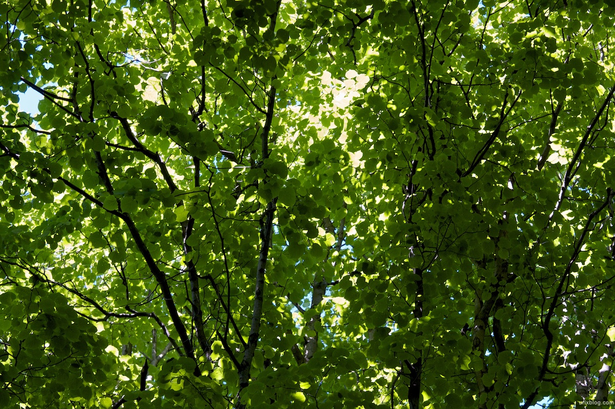 2009 Битцевский лесопарк природа дерево Москва