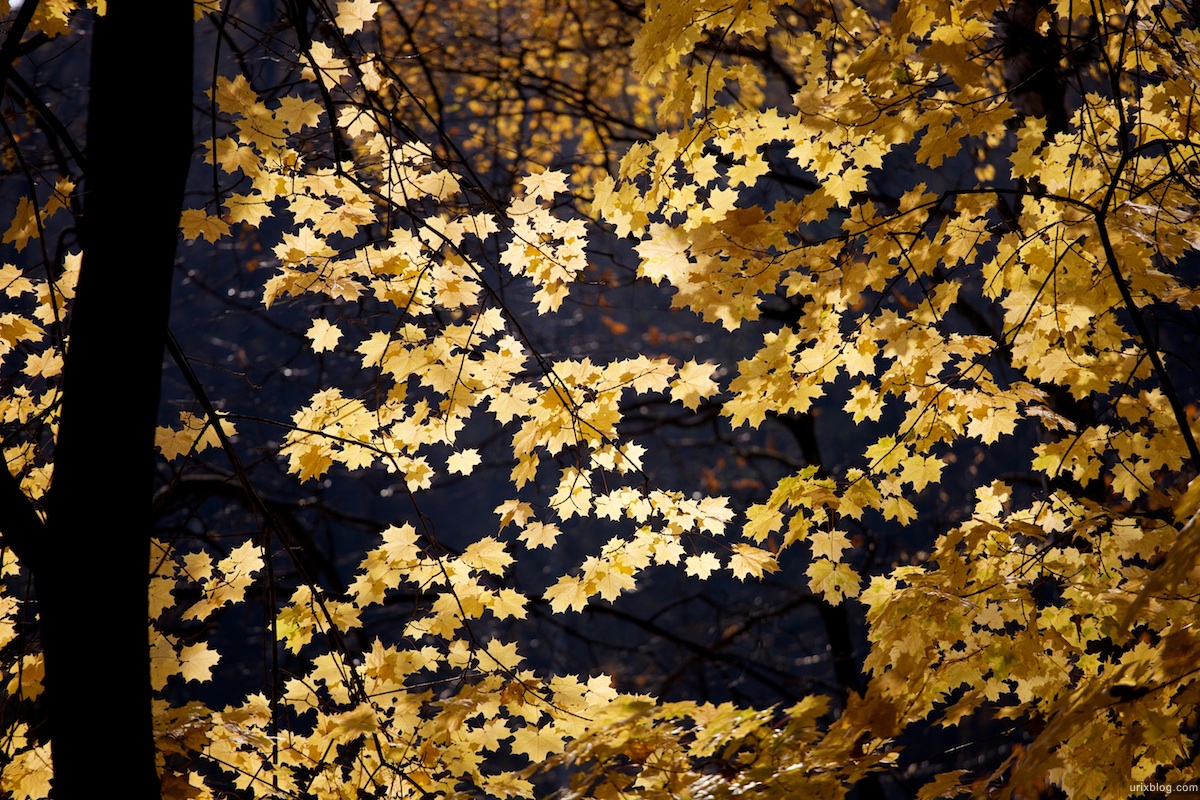 2009 Москва Царицыно парк жёлтые листья осень