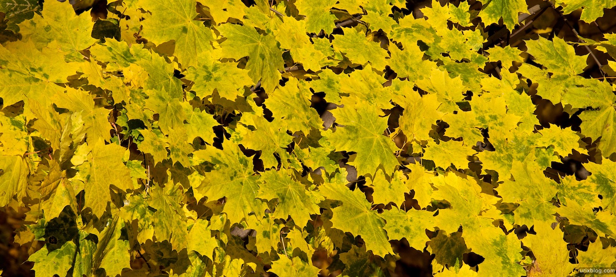 2009 Москва Царицыно парк жёлтые листья осень