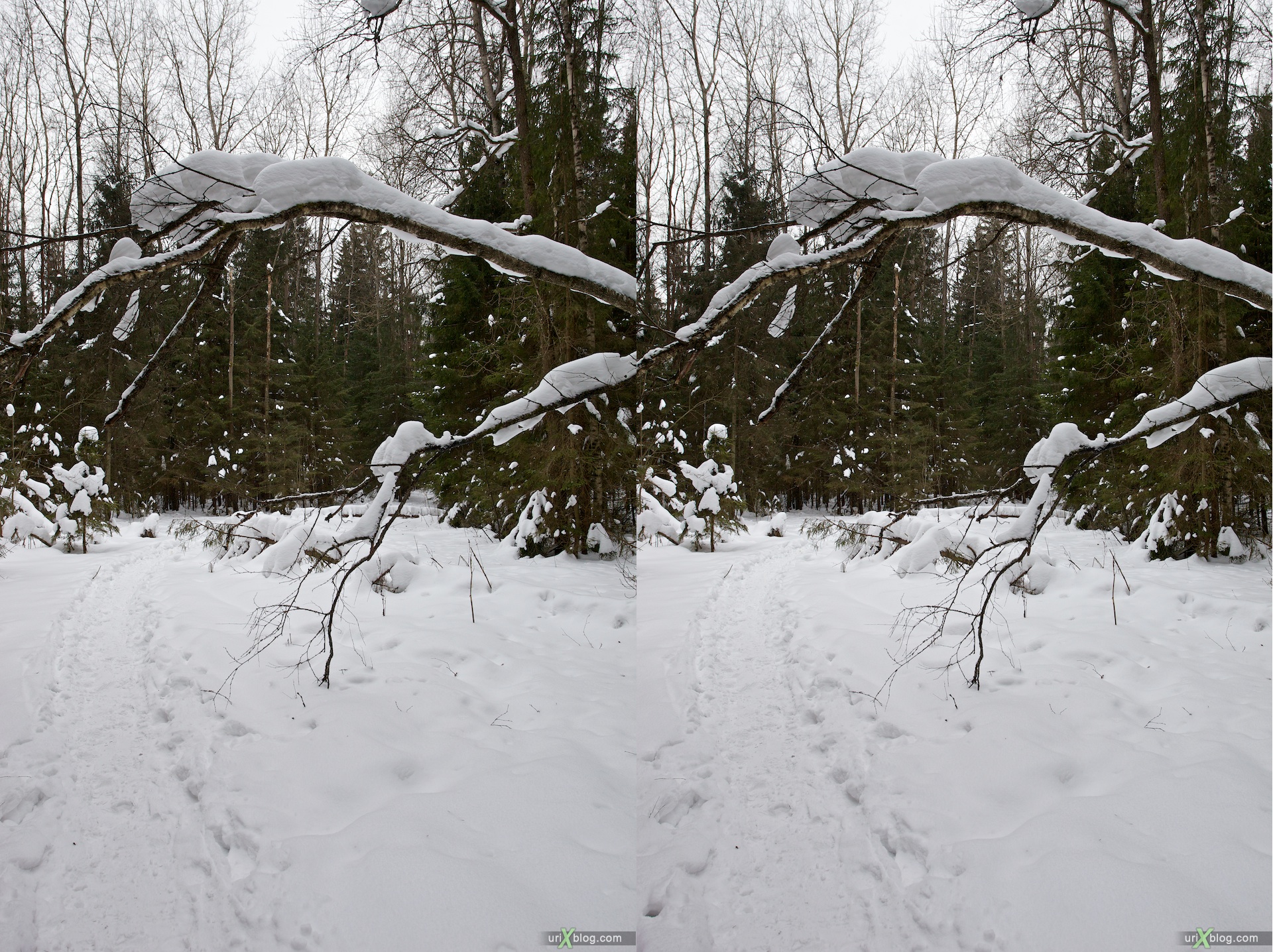 2010 3D, stereo, cross-eyed, стерео, стереопара Бакшевская Масляница Масленица лес зима снег