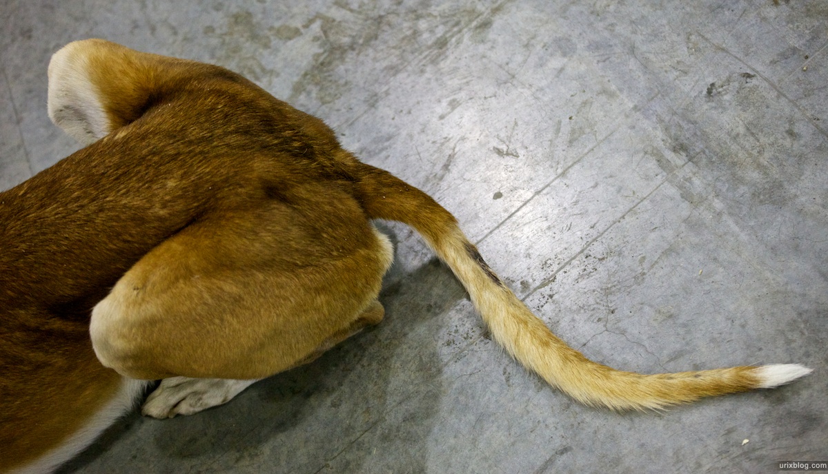 2010 Выставка собак в Крокус Экспо, Москва