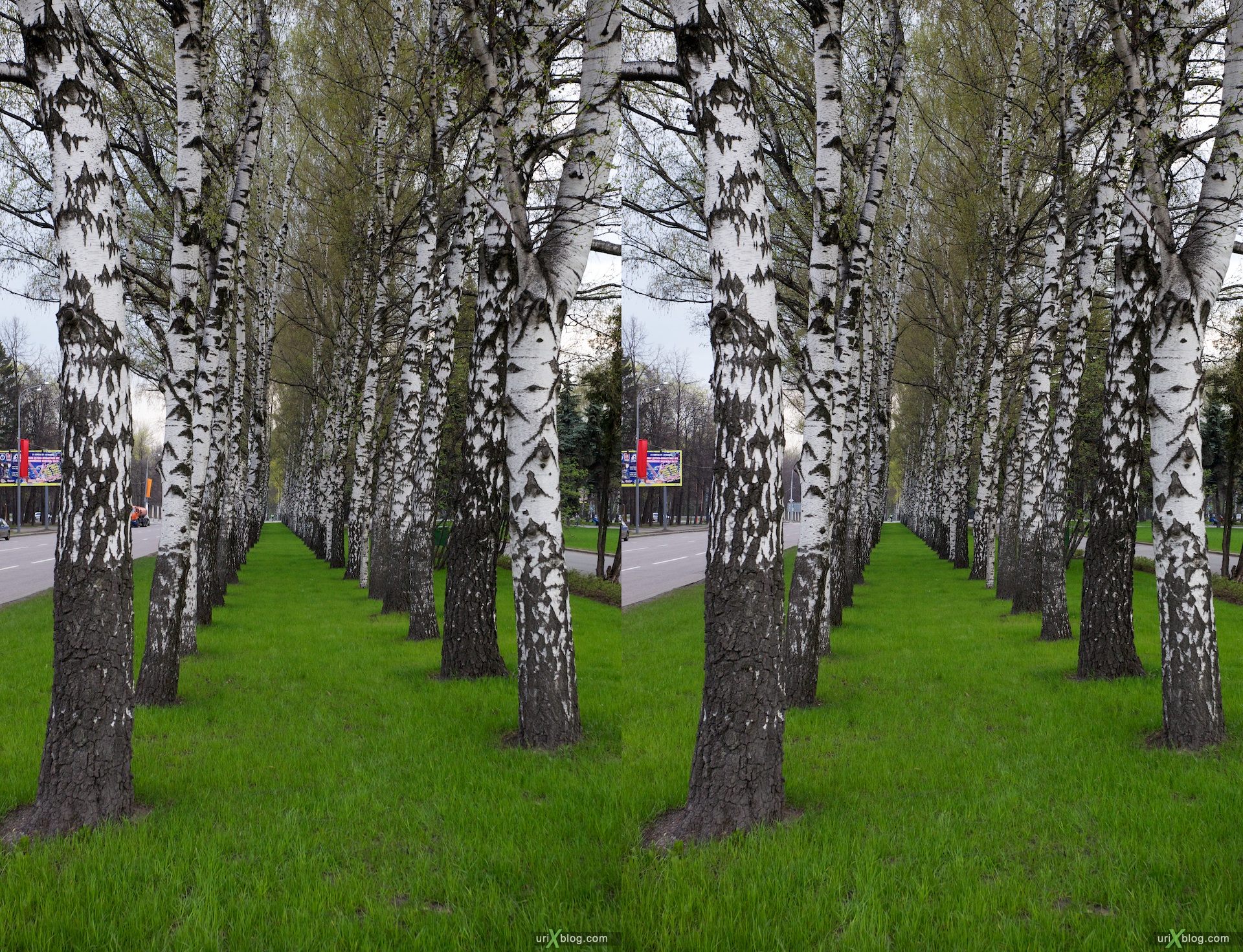 2010 3D, stereo, cross-eyed, стерео, стереопара Москва берёзки около Университета МГУ Moscow near the MSU