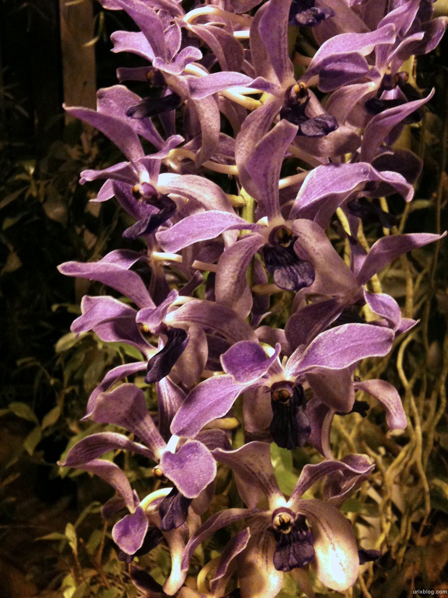 2011 Выставка Орхидей в Аптекарском Огороде, Москва