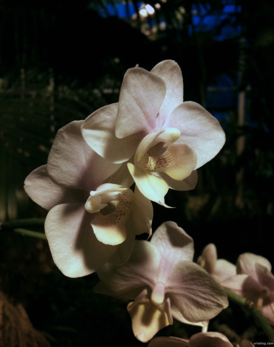 2011 Выставка Орхидей в Аптекарском Огороде, Москва
