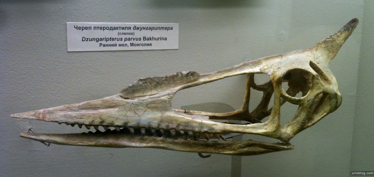 2011 Палеонтологический музей Москва