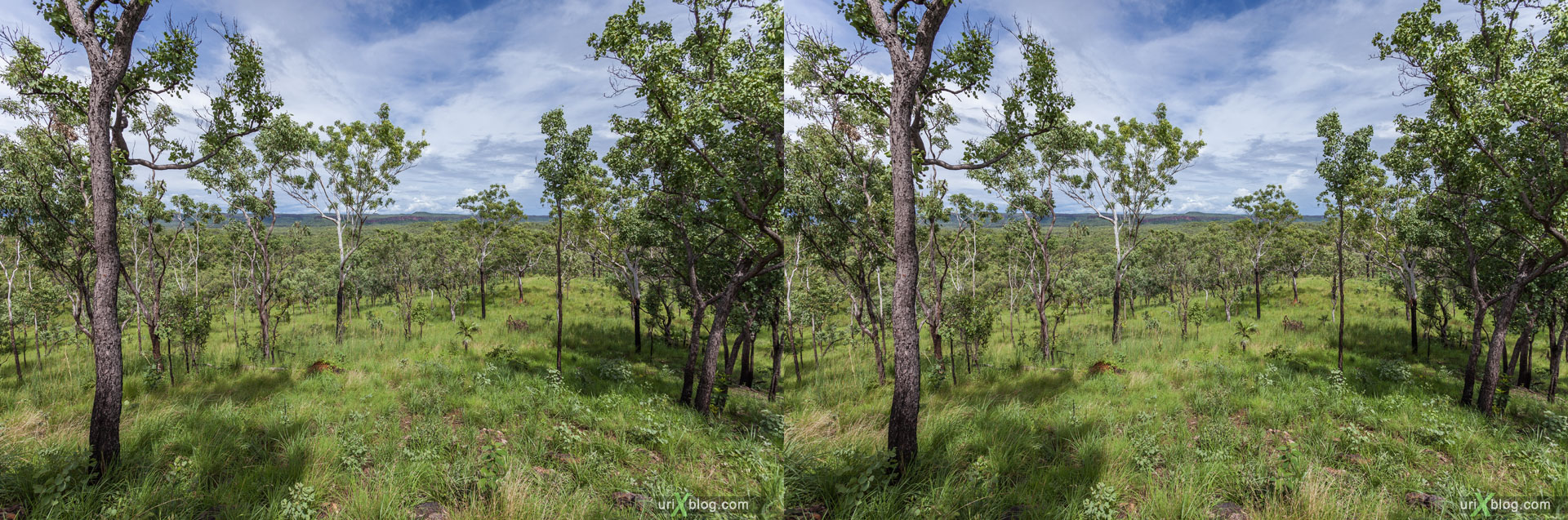 лес, панорама, Kakadu National Park, Северная территория, Австралия, 3D, перекрёстная стереопара, стерео, стереопара, 2011