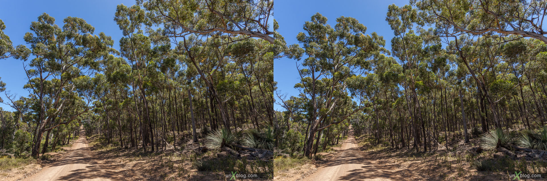 forest, road, Ravine Des Casoars Wilderness Protection Area, Kangaroo Island, Australia, 3D, stereo pair, cross-eyed, crossview, cross view stereo pair, stereoscopic, 2011