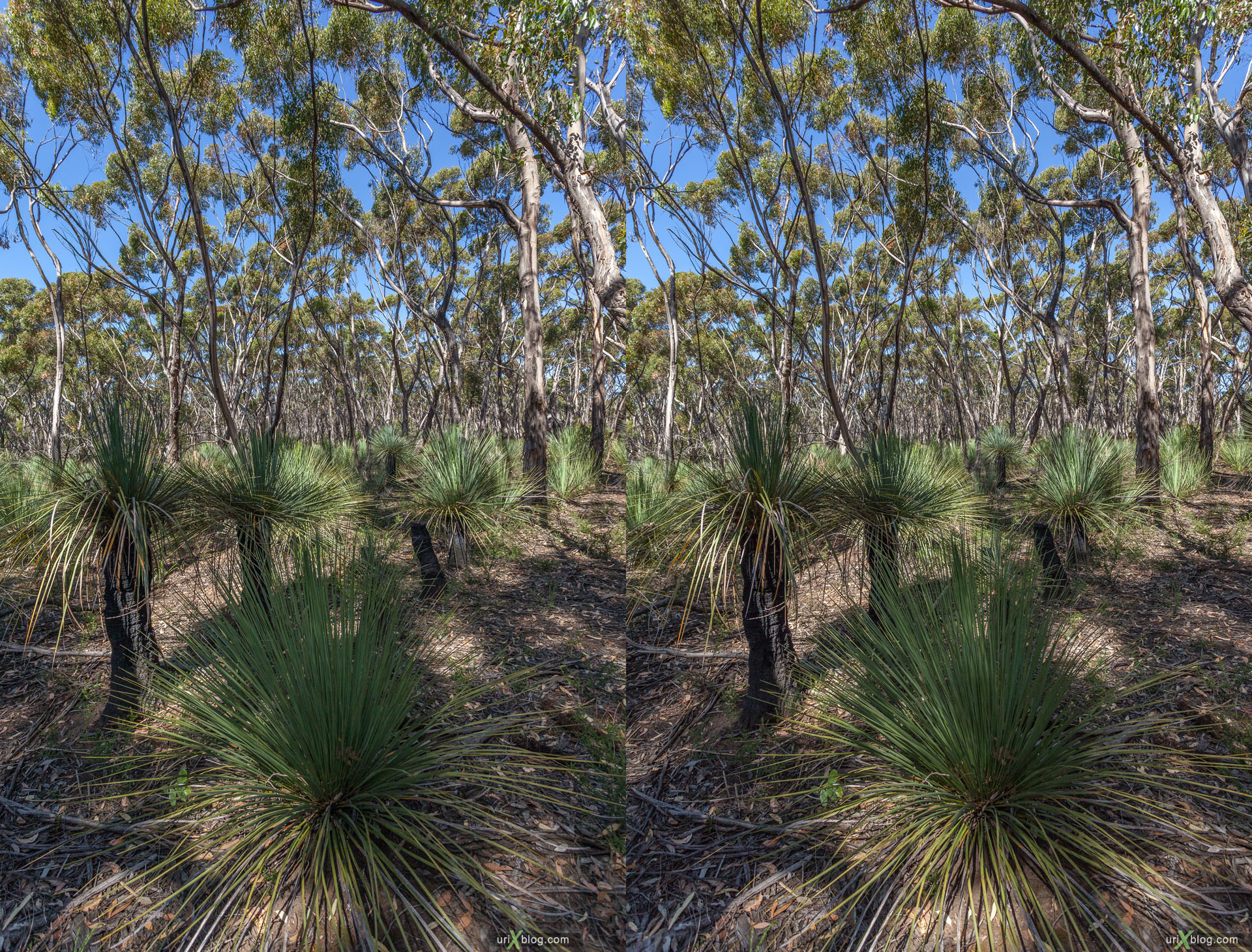 forest, Flinders Chase National Park, Kangaroo Island, Australia, 3D, stereo pair, cross-eyed, crossview, cross view stereo pair, stereoscopic, 2011