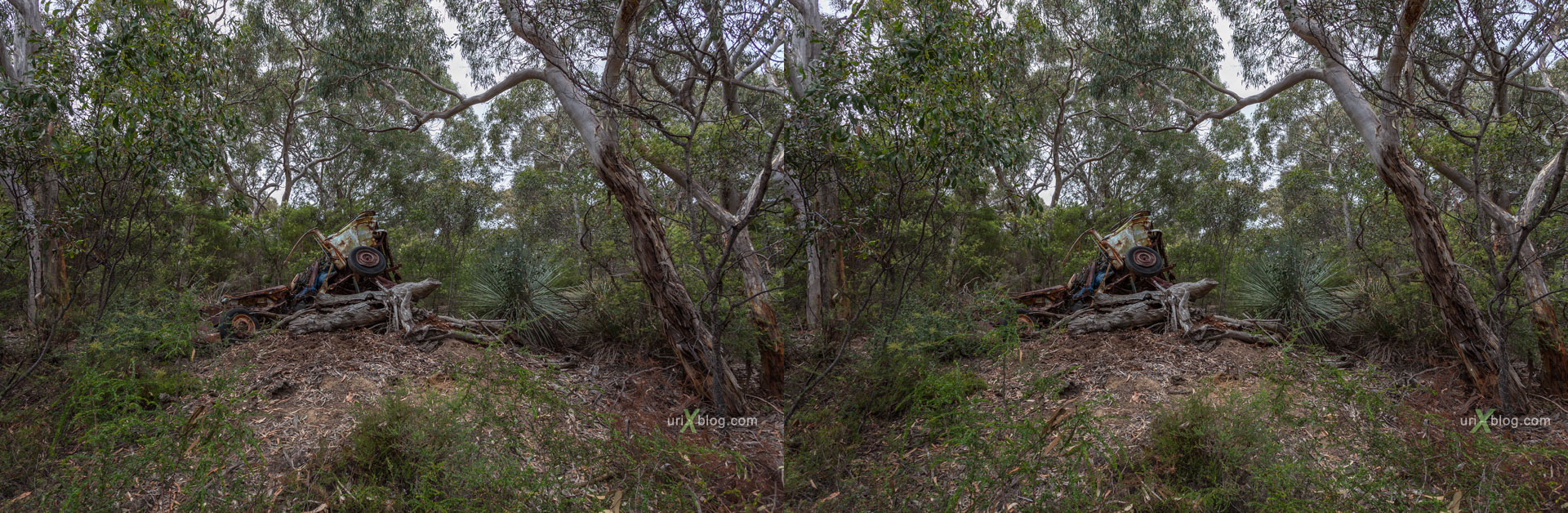 old car, forest, Kelly Hill Conservation Park, Kangaroo Island, Australia, 3D, stereo pair, cross-eyed, crossview, cross view stereo pair, stereoscopic, 2011