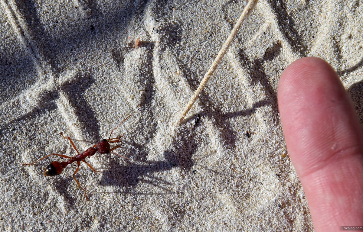 2010 муравей рода Myrmecia, Coffin Bay, South Australia