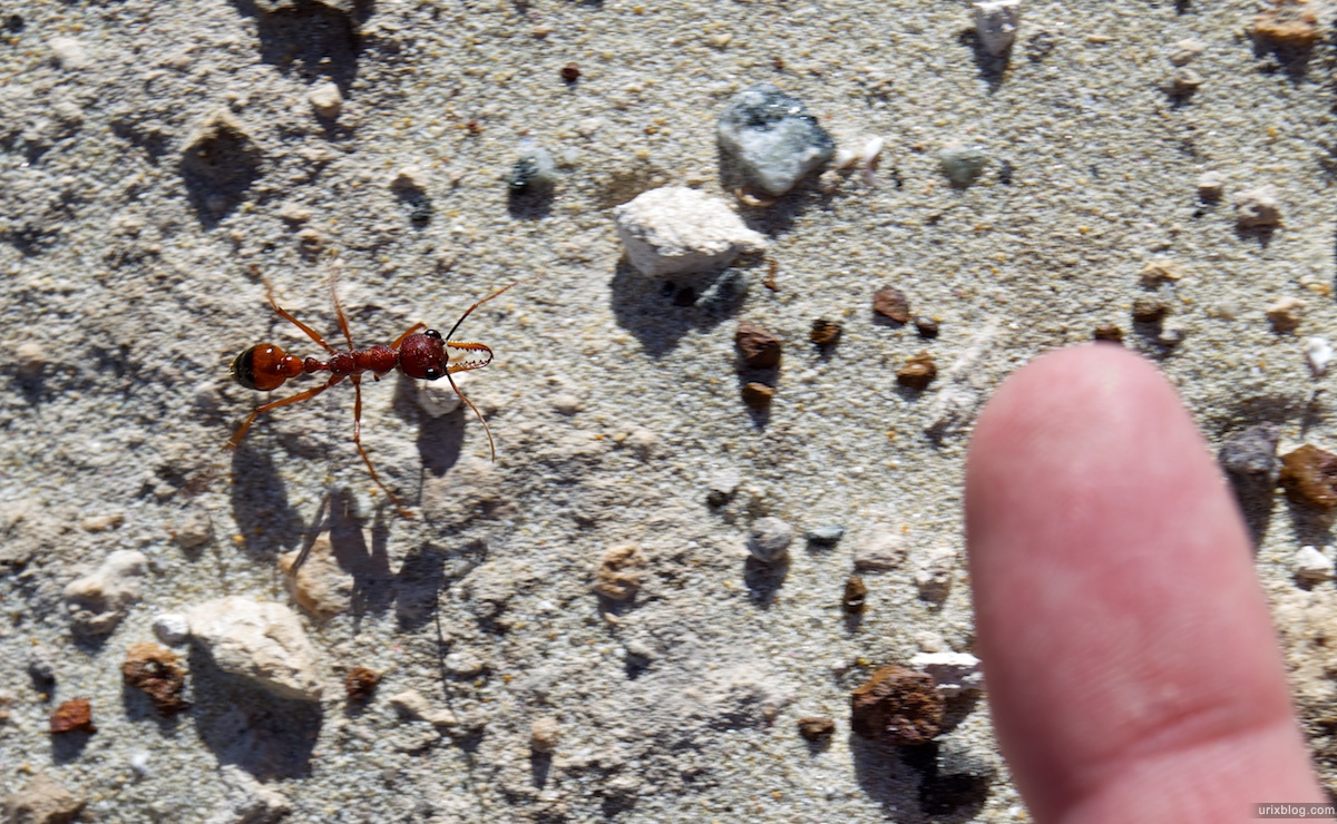 2010 муравей рода Myrmecia, Coffin Bay, South Australia