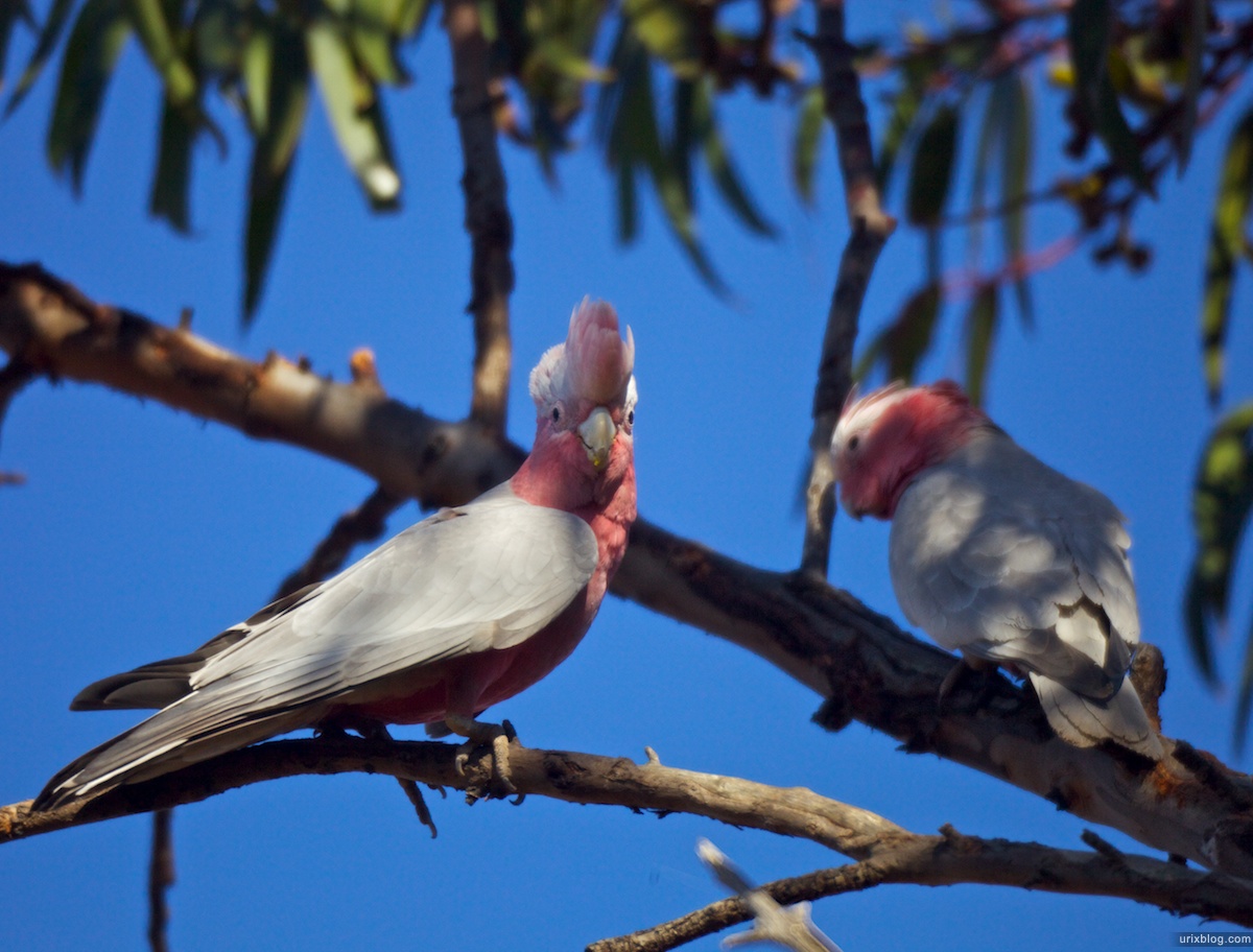 2010 попугаи, South Australia