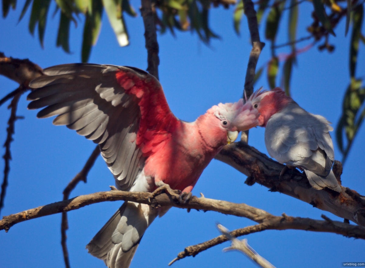 2010 попугаи, South Australia