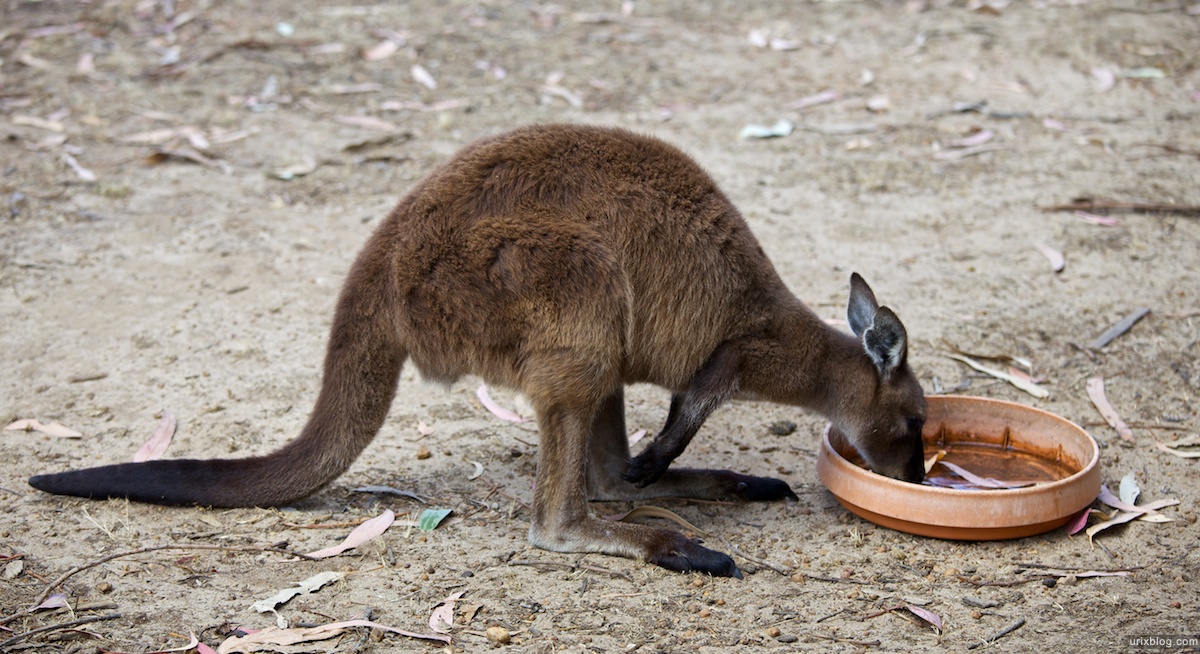 2011 2010 South Australia, Kangaroo Island, Остров Кенгуру, Южная Австралия, kangaroo, кенгуру