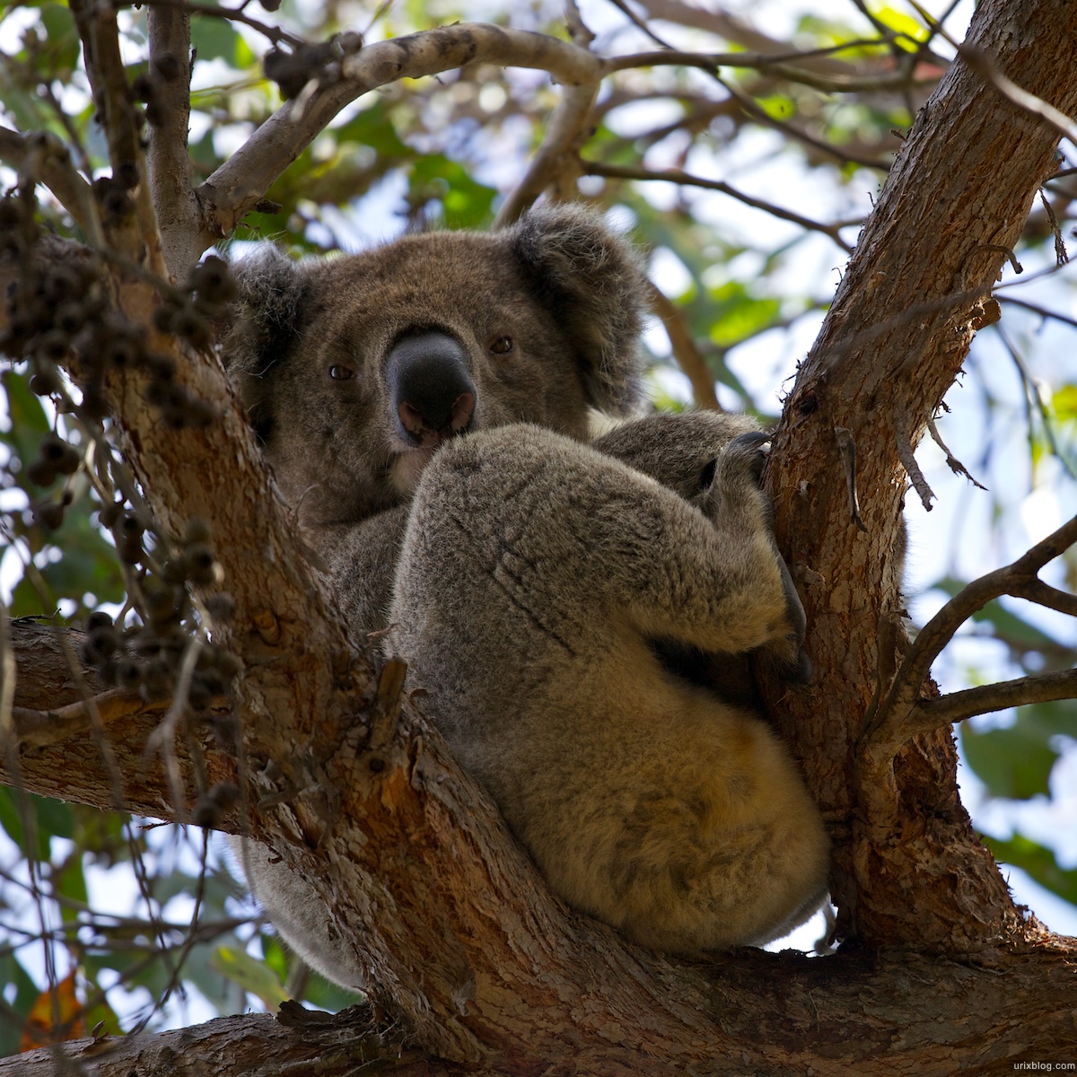 2011 2010 South Australia, Kangaroo Island, Остров Кенгуру, Южная Австралия, koala, коала