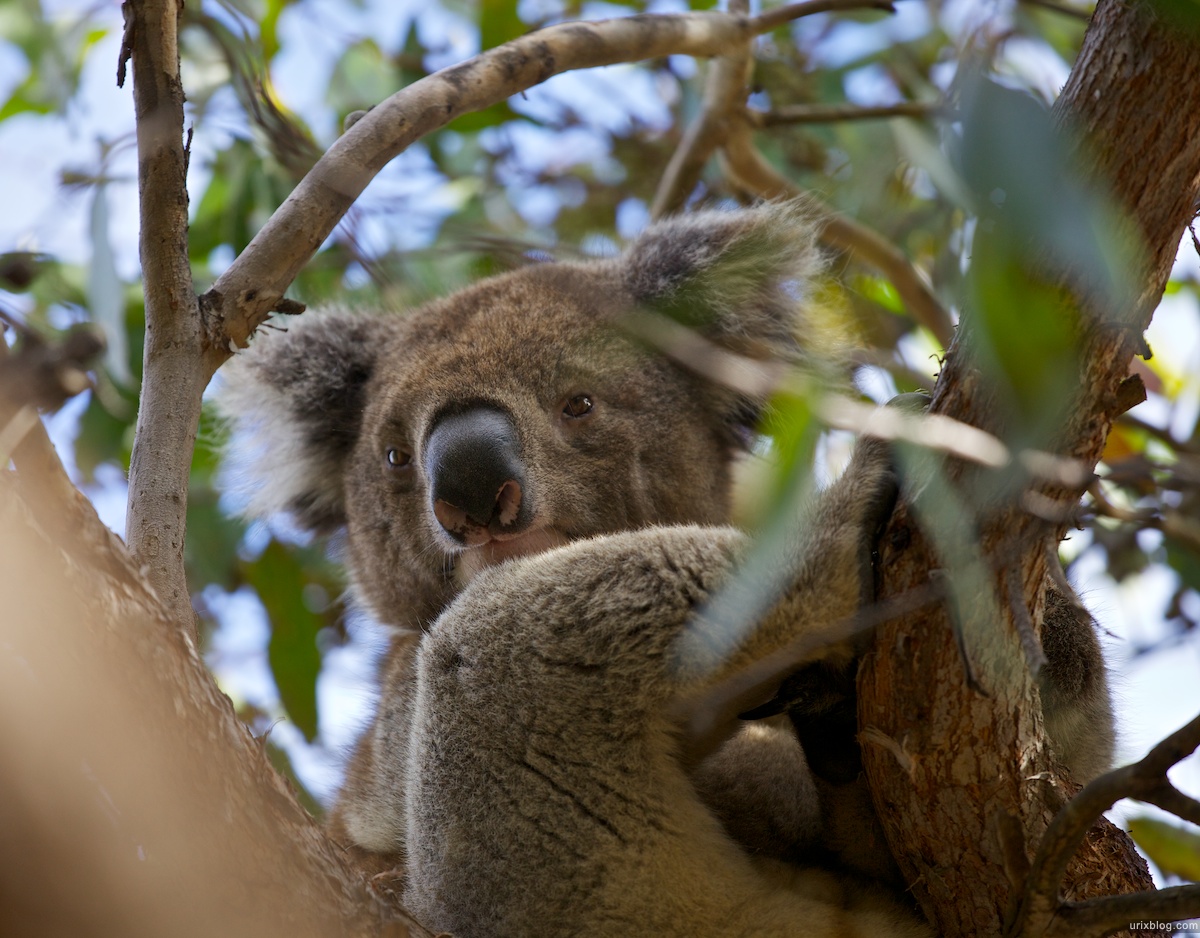 2011 2010 South Australia, Kangaroo Island, Остров Кенгуру, Южная Австралия, koala, коала