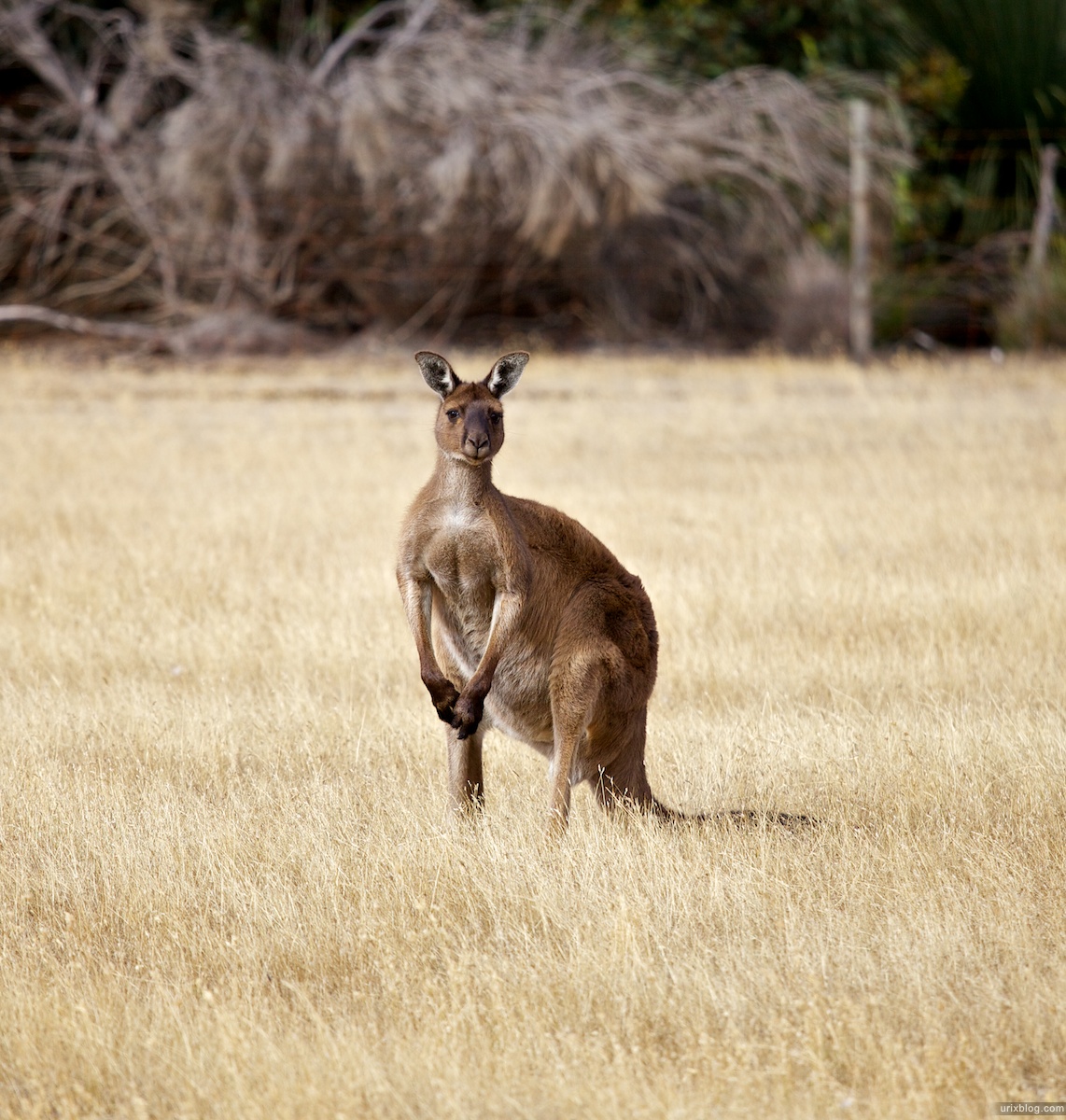 2011 2010 South Australia, Kangaroo Island, Остров Кенгуру, Южная Австралия, kangaroo, кенгуру