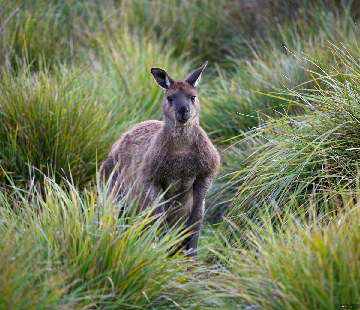 2011 2010 South Australia, Kangaroo Island, Остров Кенгуру, Южная Австралия, Flinders Chase, kangaroo, кенгуру