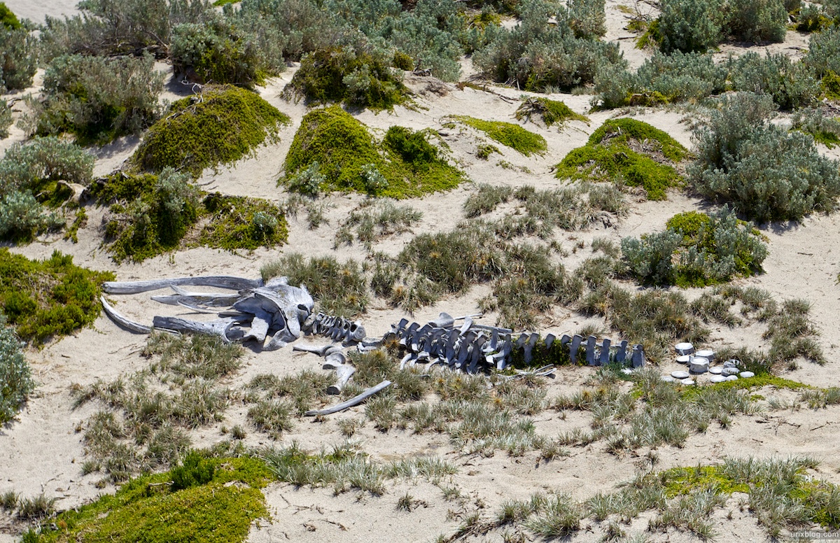 2011 South Australia, Kangaroo Island, Остров Кенгуру, Южная Австралия, Seal Bay, Australian Sea Lions