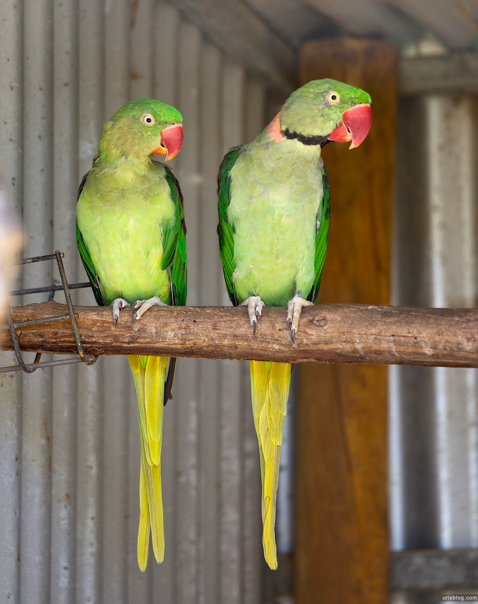 2011 South Australia, Kangaroo Island, Остров Кенгуру, Южная Австралия, Parndana Wildlife Park, parrot, попугай