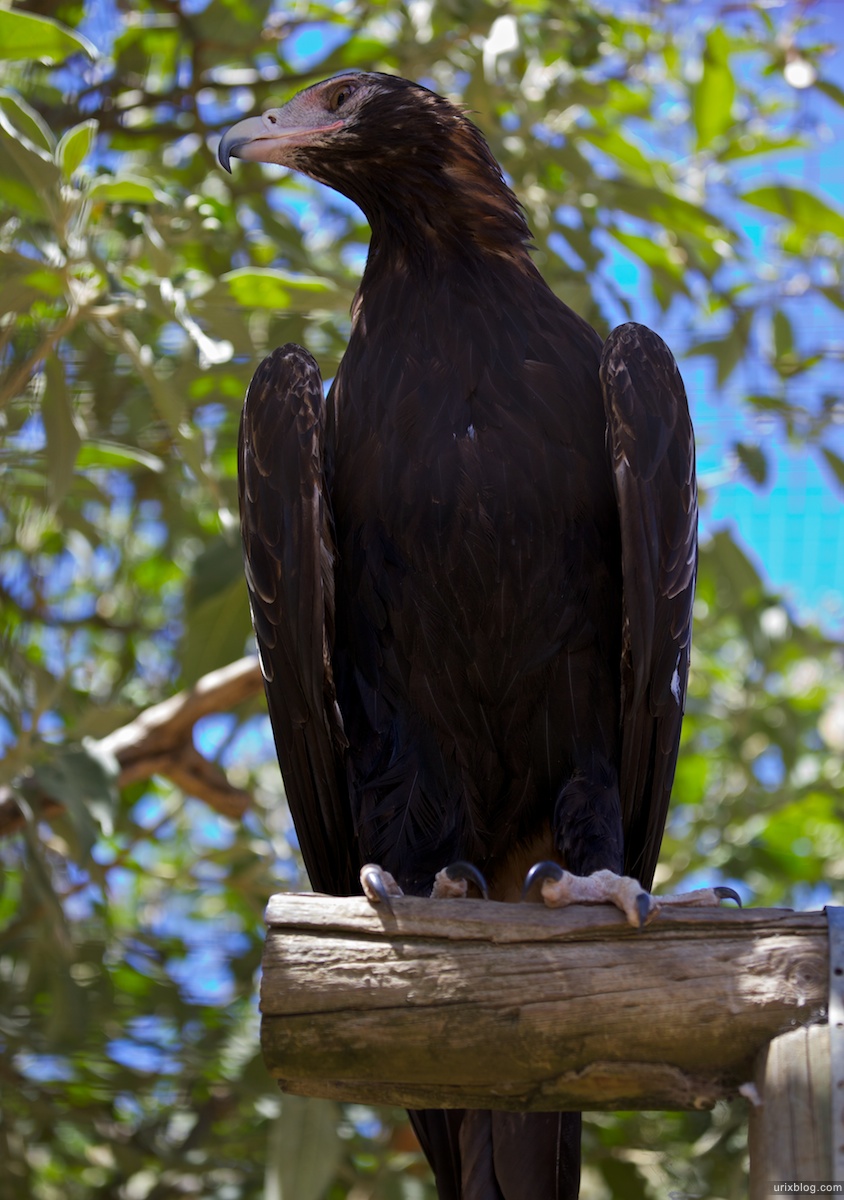 2011 South Australia, Kangaroo Island, Остров Кенгуру, Южная Австралия, Parndana Wildlife Park, eagle, орёл