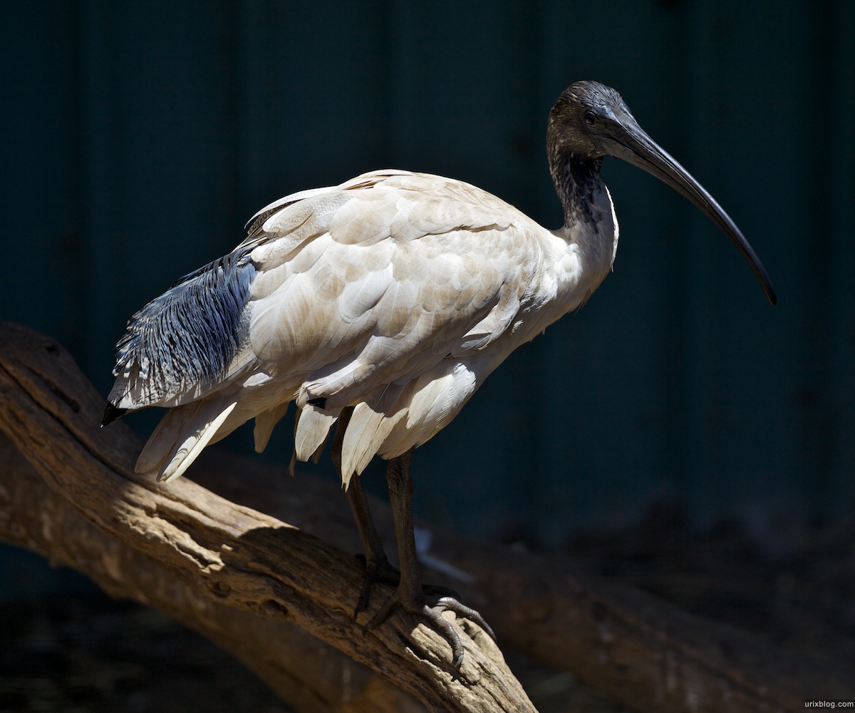 2011 South Australia, Kangaroo Island, Остров Кенгуру, Южная Австралия, Parndana Wildlife Park, ibis, ибис