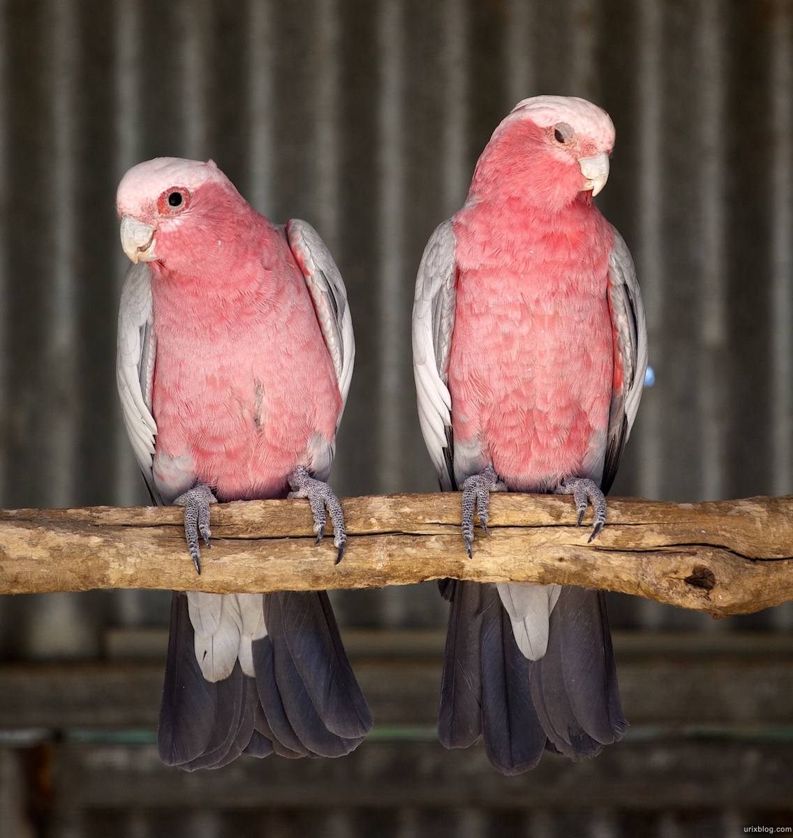 2011 South Australia, Kangaroo Island, Остров Кенгуру, Южная Австралия, Parndana Wildlife Park, parrot, попугай