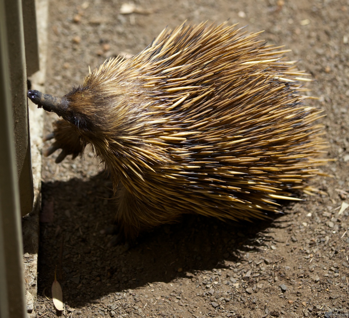 2011 South Australia, Kangaroo Island, Остров Кенгуру, Южная Австралия, Parndana Wildlife Park, echidna, ехидна