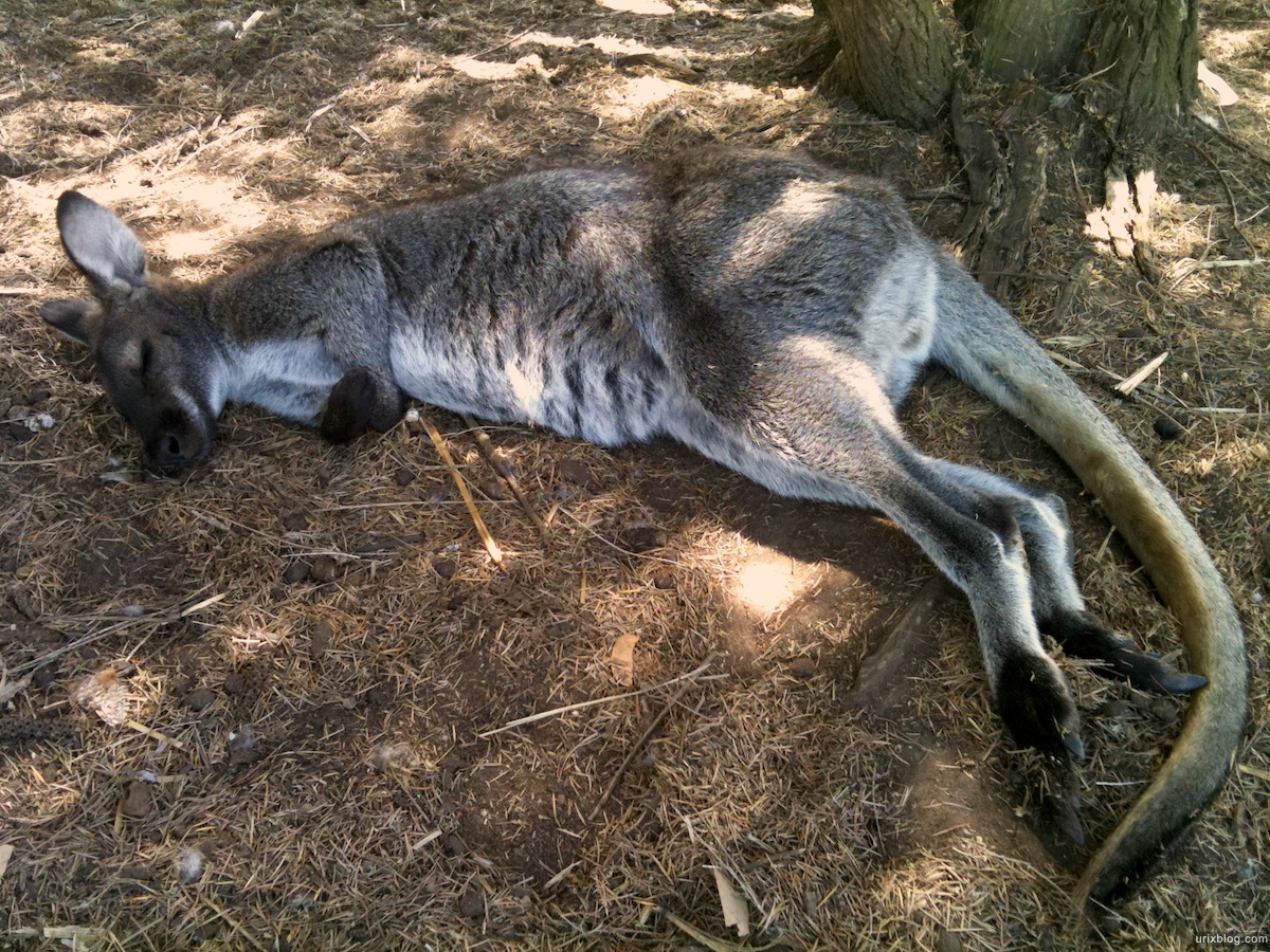 2011 South Australia, Kangaroo Island, Остров Кенгуру, Южная Австралия, Parndana Wildlife Park, kangaroo, кенгуру