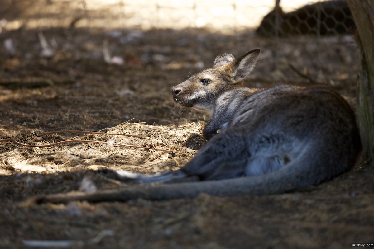 2011 South Australia, Kangaroo Island, Остров Кенгуру, Южная Австралия, Parndana Wildlife Park, kangaroo, кенгуру