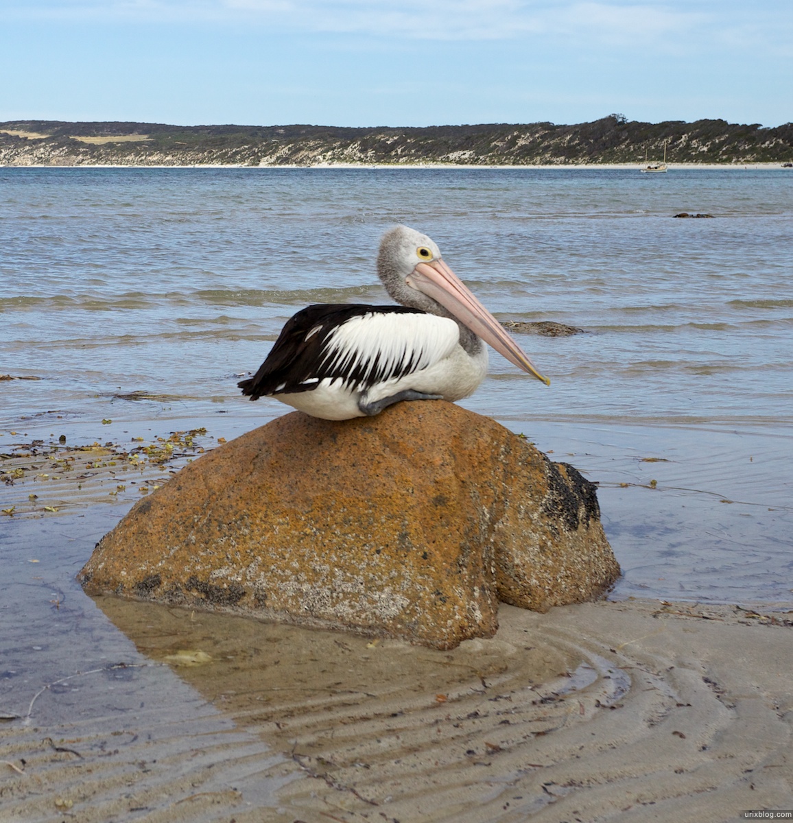 2011 South Australia, Kangaroo Island, Остров Кенгуру, Южная Австралия, Emu Bay, Pelican, Пеликан