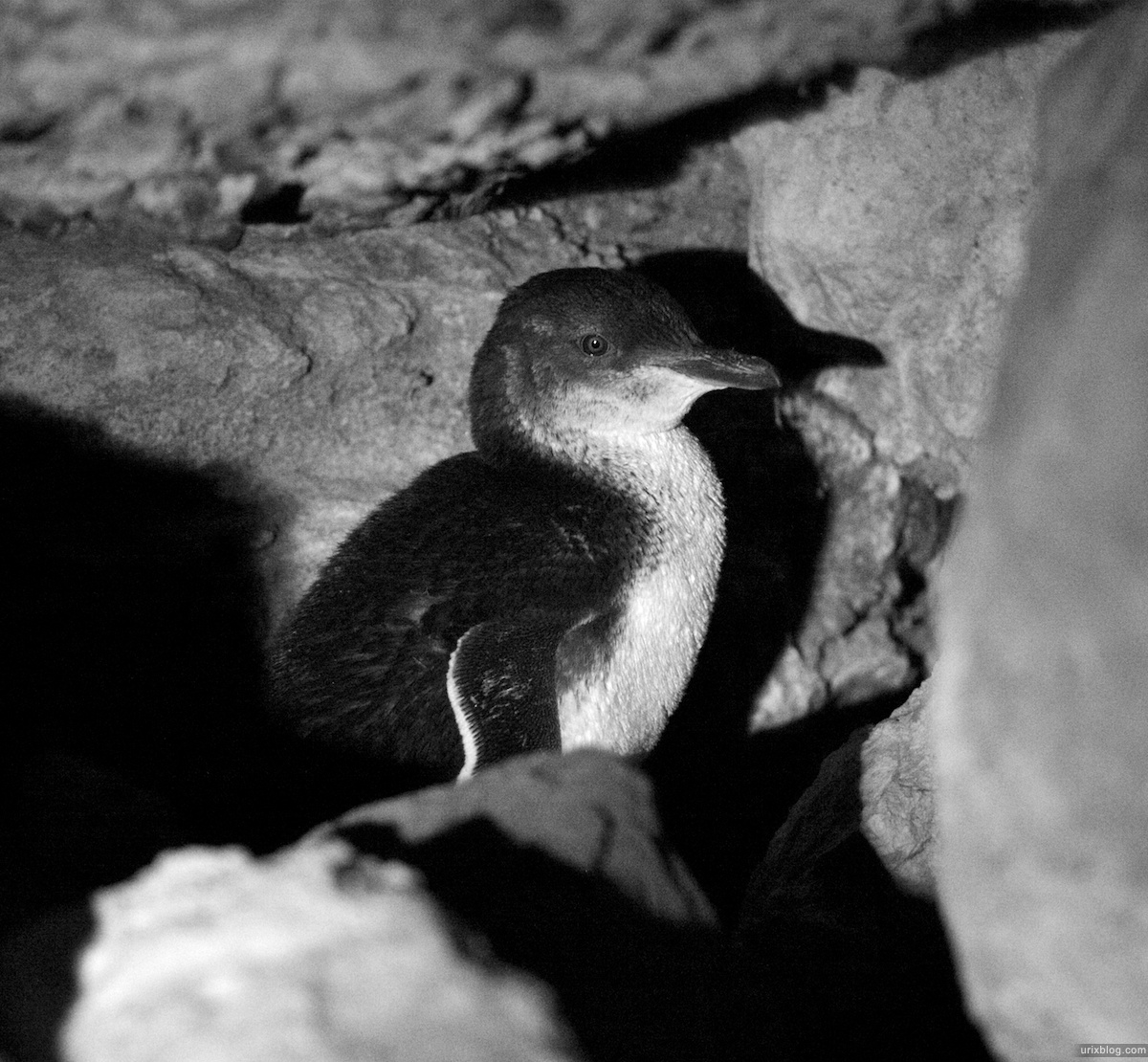 2011 South Australia, Kangaroo Island, Остров Кенгуру, Южная Австралия, Kingscote, penguin, пингвин