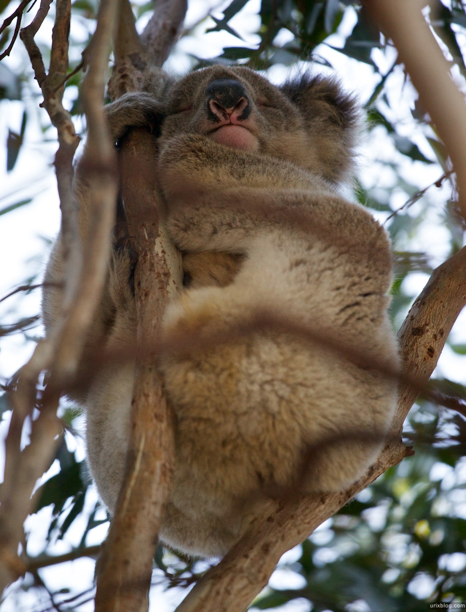 2011 2010 South Australia, Kangaroo Island, Остров Кенгуру, Южная Австралия, Vivonne Bay, koala, коала