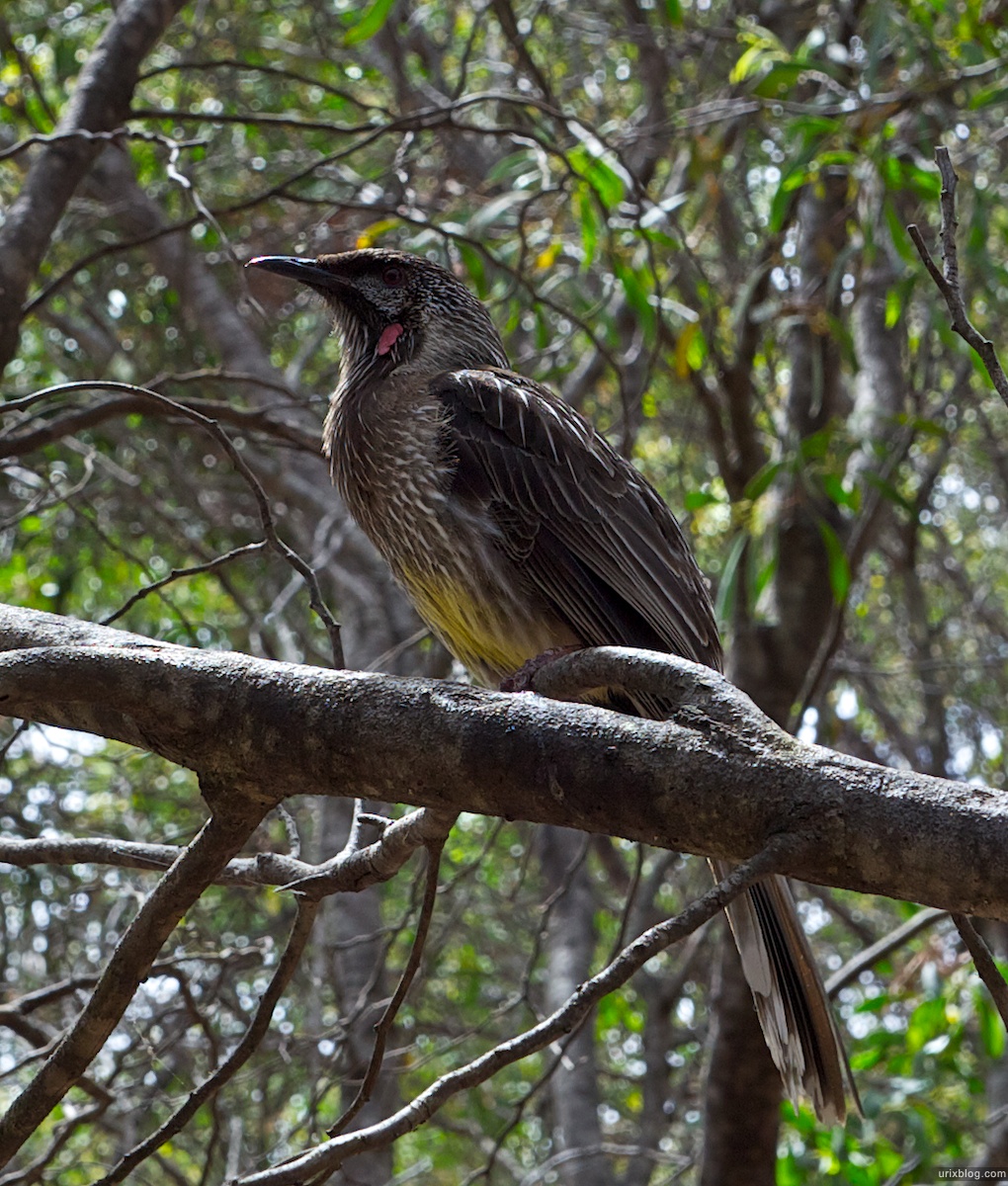 2011 2010 South Australia, Kangaroo Island, Остров Кенгуру, Южная Австралия, Flinders Chase, forrest, лес, bird, птичка