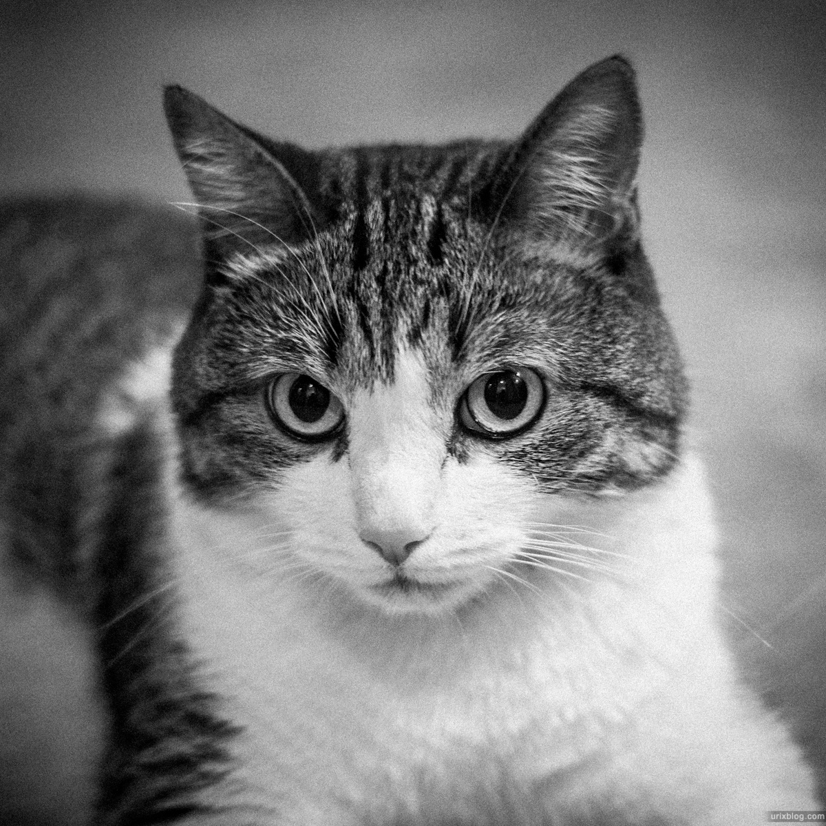 2012 Москва кот котэ cat