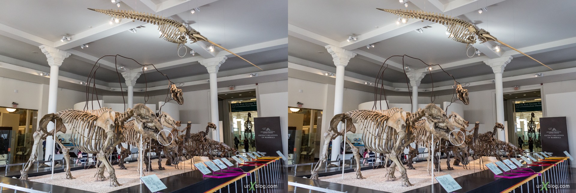 2013, American Museum of Natural History, NYC, New York City, USA, animal, dinosaur, skeleton, 3D, stereo pair, cross-eyed, crossview, cross view stereo pair, stereoscopic
