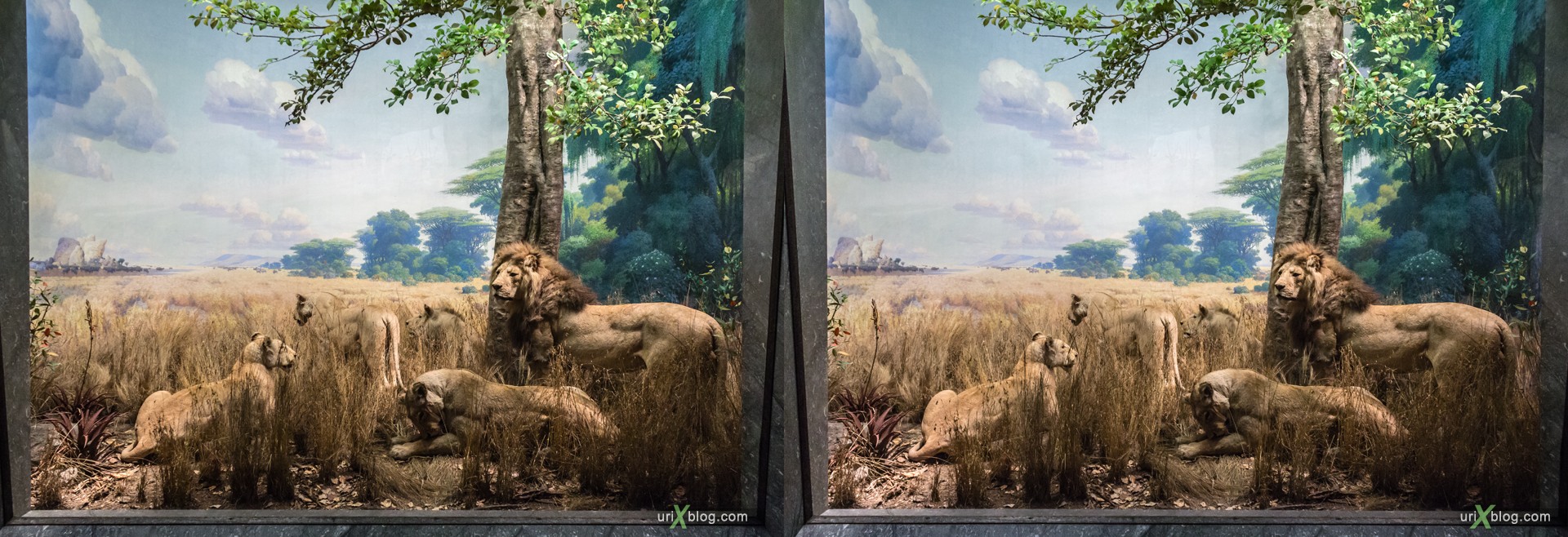 2013, Американский Музей Естественной Истории, Нью-Йорк, США, Скелет, Донозавр, животное, чучело, диарама, 3D, перекрёстные стереопары, стерео, стереопара, стереопары