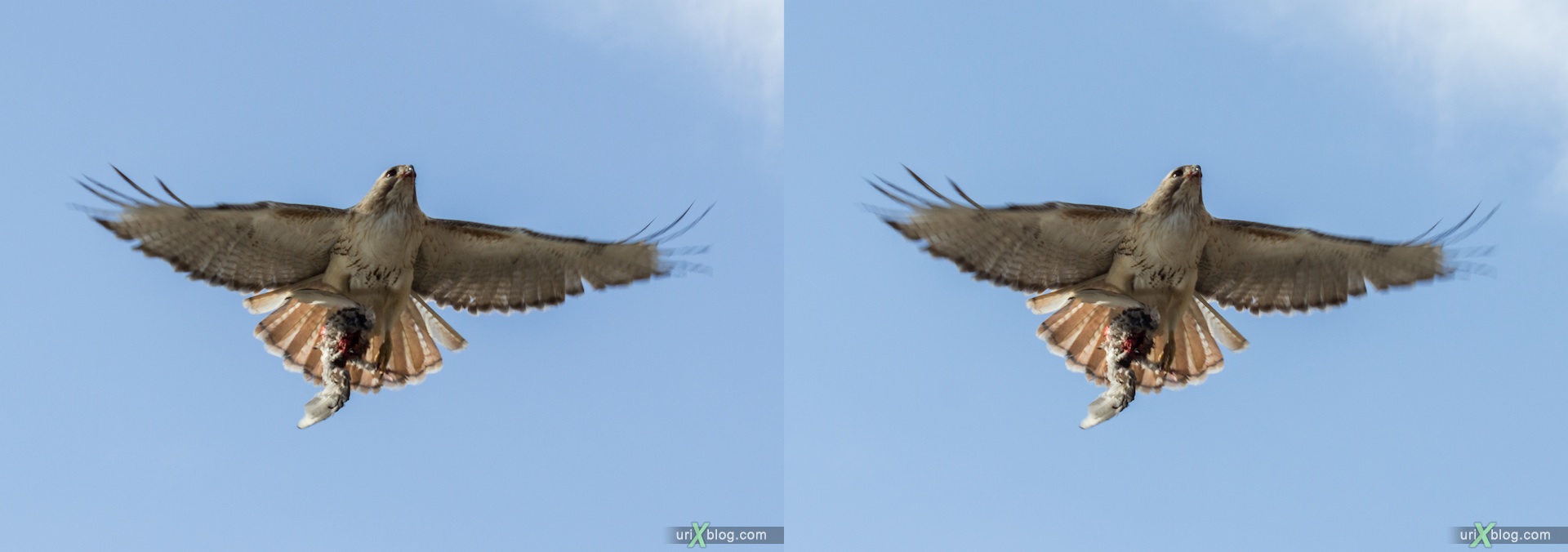 2013, red-tailed hawk, eagle, bird, NYC, New York, Manhattan, USA, 3D, stereo pair, cross-eyed, crossview, cross view stereo pair, stereoscopic