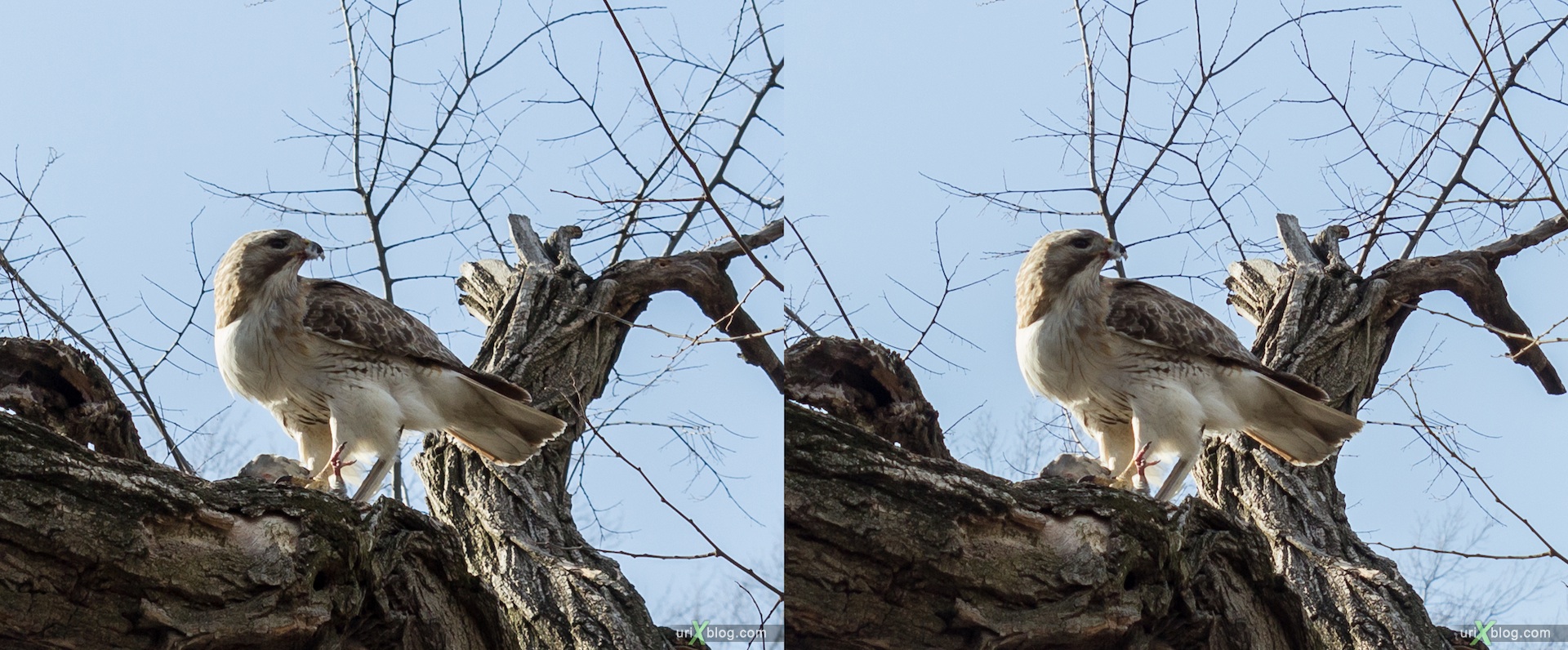 2013, red-tailed hawk, eagle, bird, NYC, New York, Manhattan, USA, 3D, stereo pair, cross-eyed, crossview, cross view stereo pair, stereoscopic