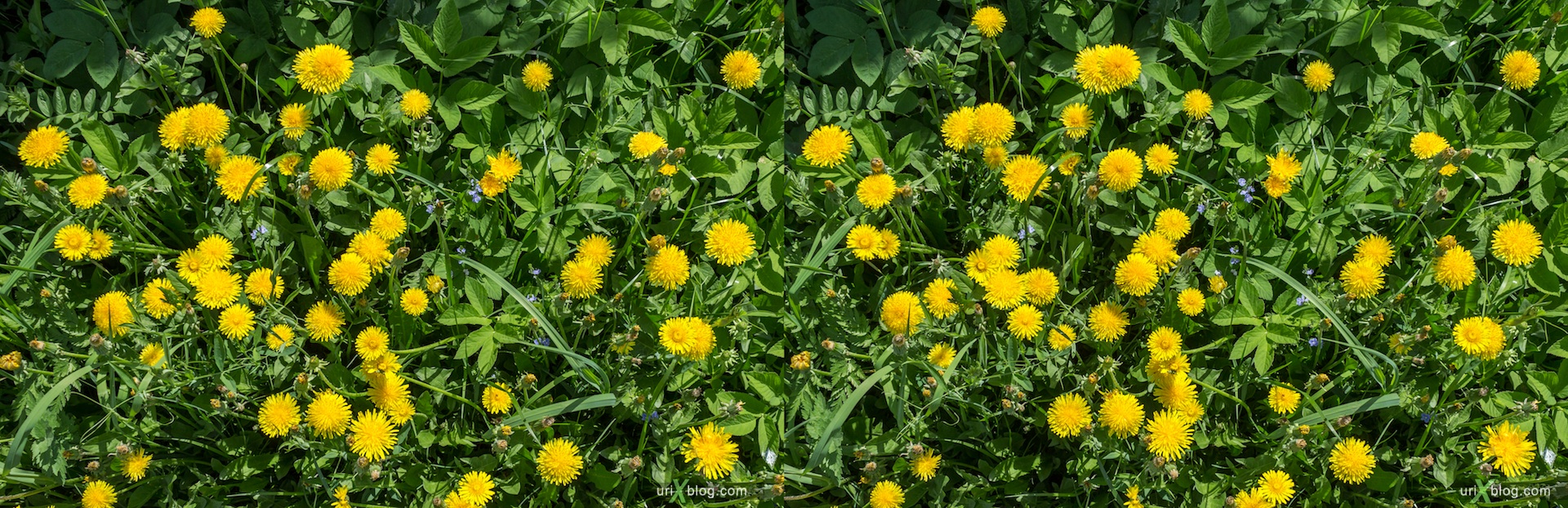2013, dandelion, flower, grass, park, field, Moscow, Russia, spring, 3D, stereo pair, cross-eyed, crossview, cross view stereo pair, stereoscopic