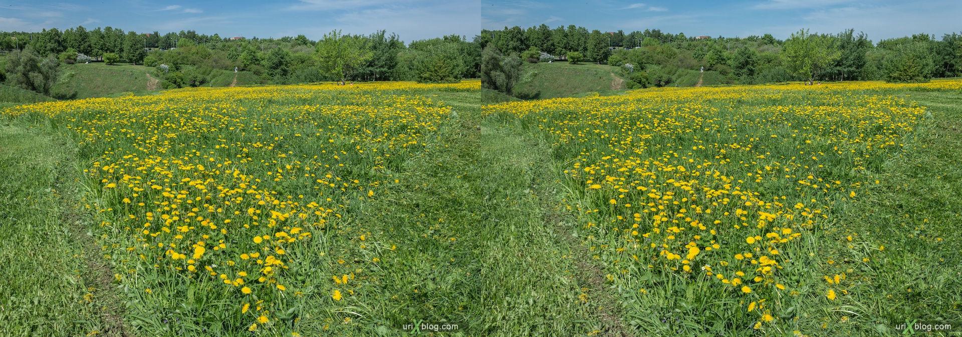 2013, dandelion, flower, grass, park, field, Moscow, Russia, spring, 3D, stereo pair, cross-eyed, crossview, cross view stereo pair, stereoscopic