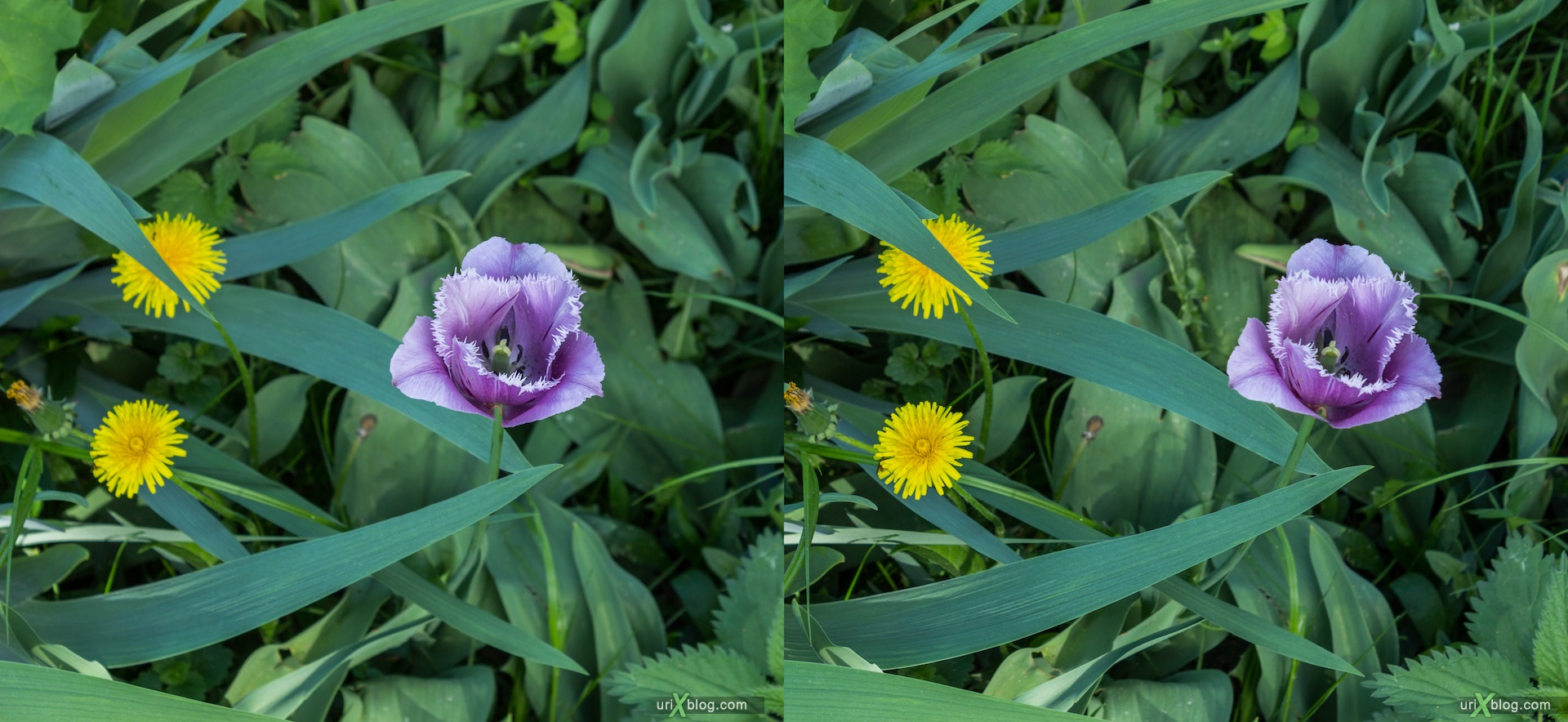 2013, tulip, dandelions, flower, grass, park, field, Moscow, Russia, spring, 3D, stereo pair, cross-eyed, crossview, cross view stereo pair, stereoscopic