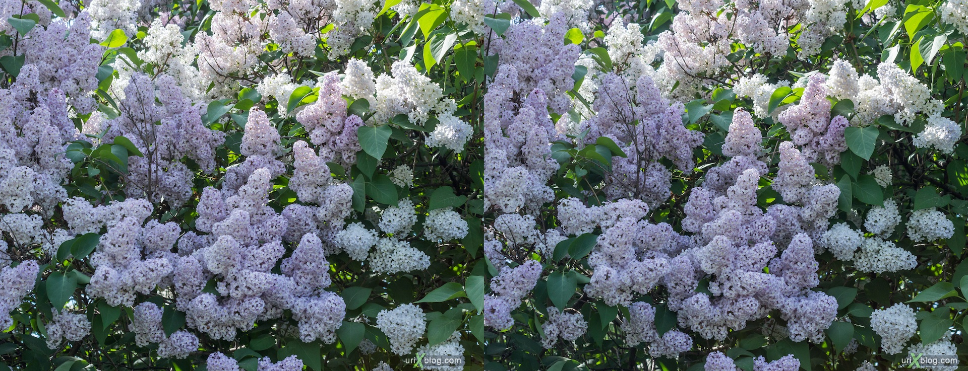 2013, Lilac tree, flower, grass, park, field, Moscow, Russia, spring, 3D, stereo pair, cross-eyed, crossview, cross view stereo pair, stereoscopic