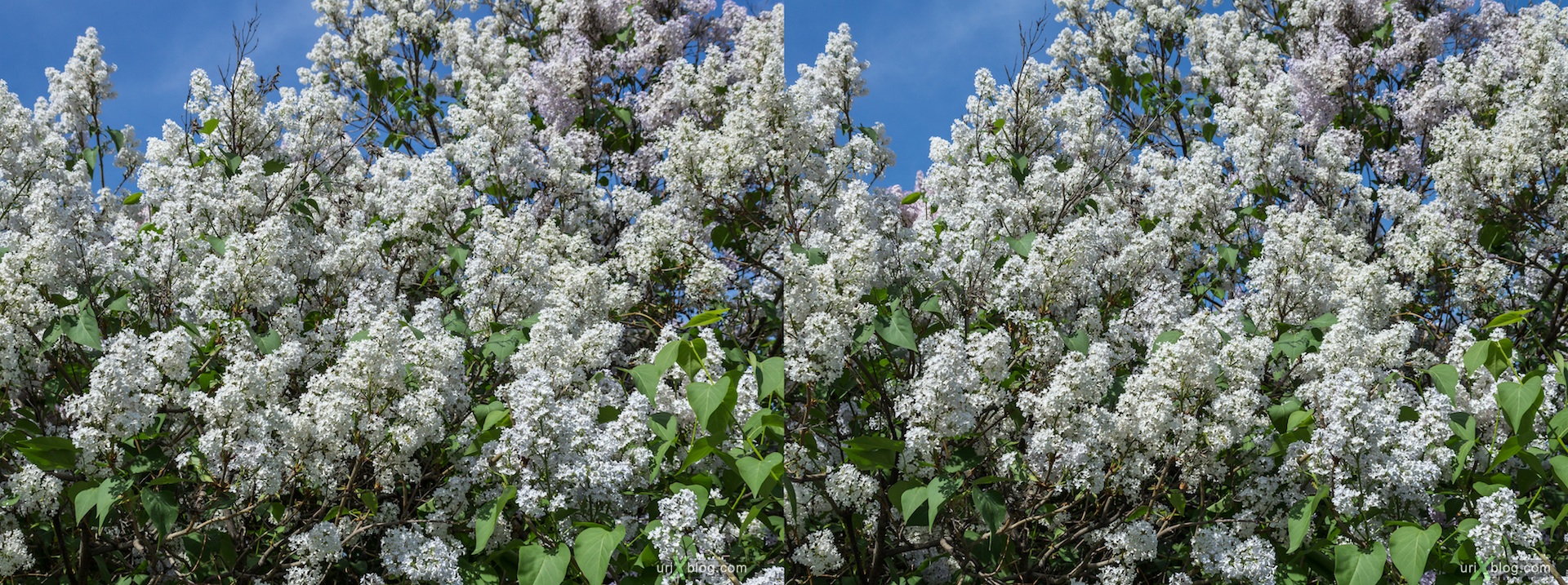 2013, Lilac tree, flower, grass, park, field, Moscow, Russia, spring, 3D, stereo pair, cross-eyed, crossview, cross view stereo pair, stereoscopic