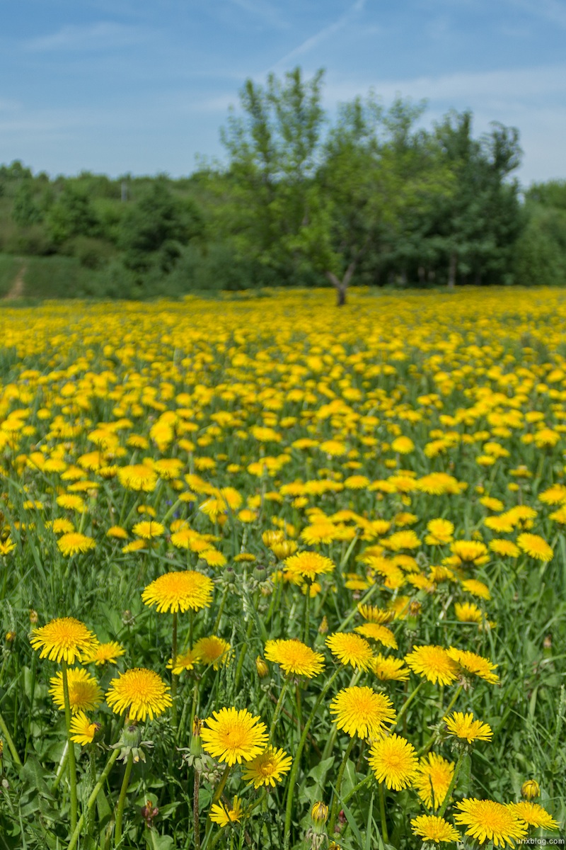 2013, Kolomenskoje, park, dandelions, field, mower, grass, flowers, spring, Moscow, Russia