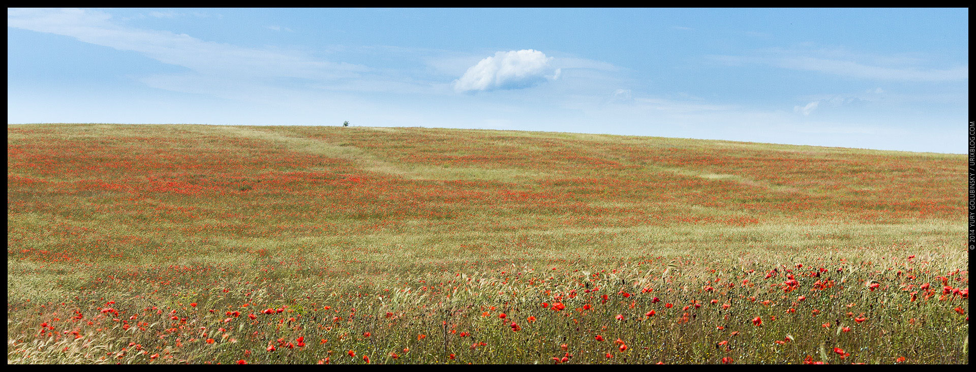 Crimea, Crimean penonsula, panorama, poppy, poppies, field, Simferopol, Russia, 2014, former Ukraine territory