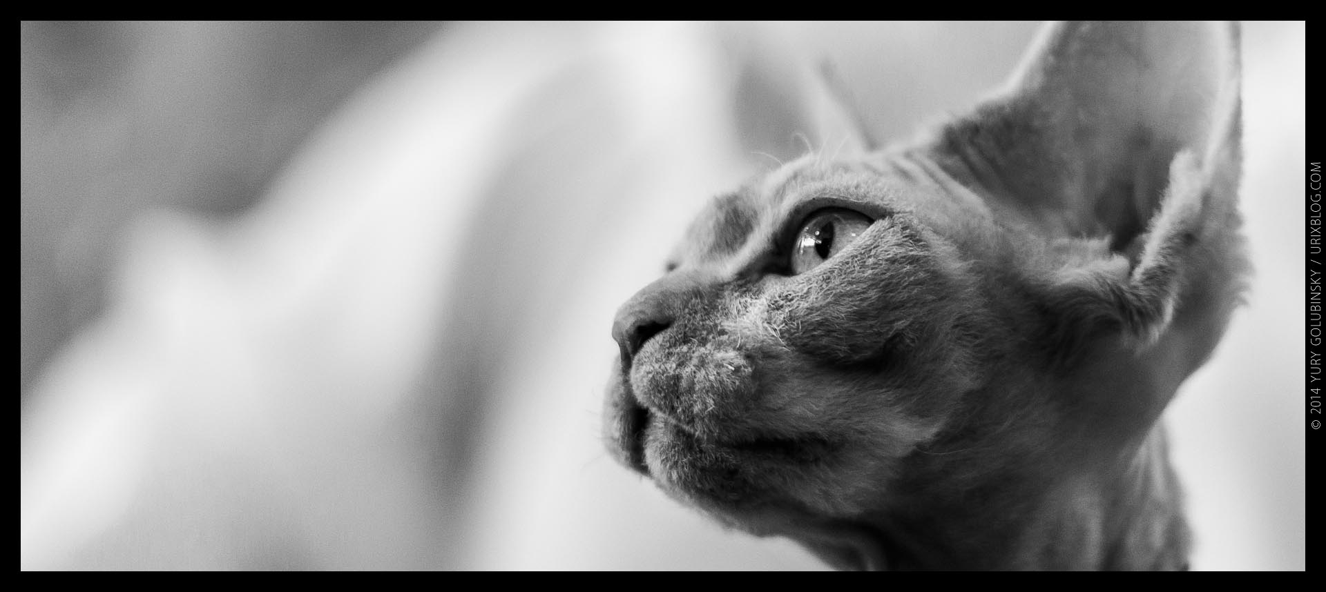 2014, выставка ИнфоКот, кот, котик, кошка, ЧБ, чёрно-белое, панорама, Москва, Россия