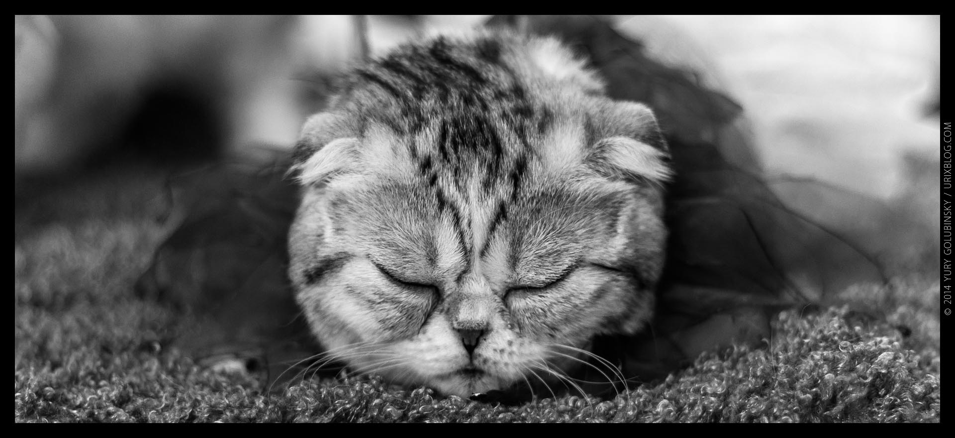 2014, InfoKot exhibition, cat, BW, black and white, panorama, Moscow, Russia