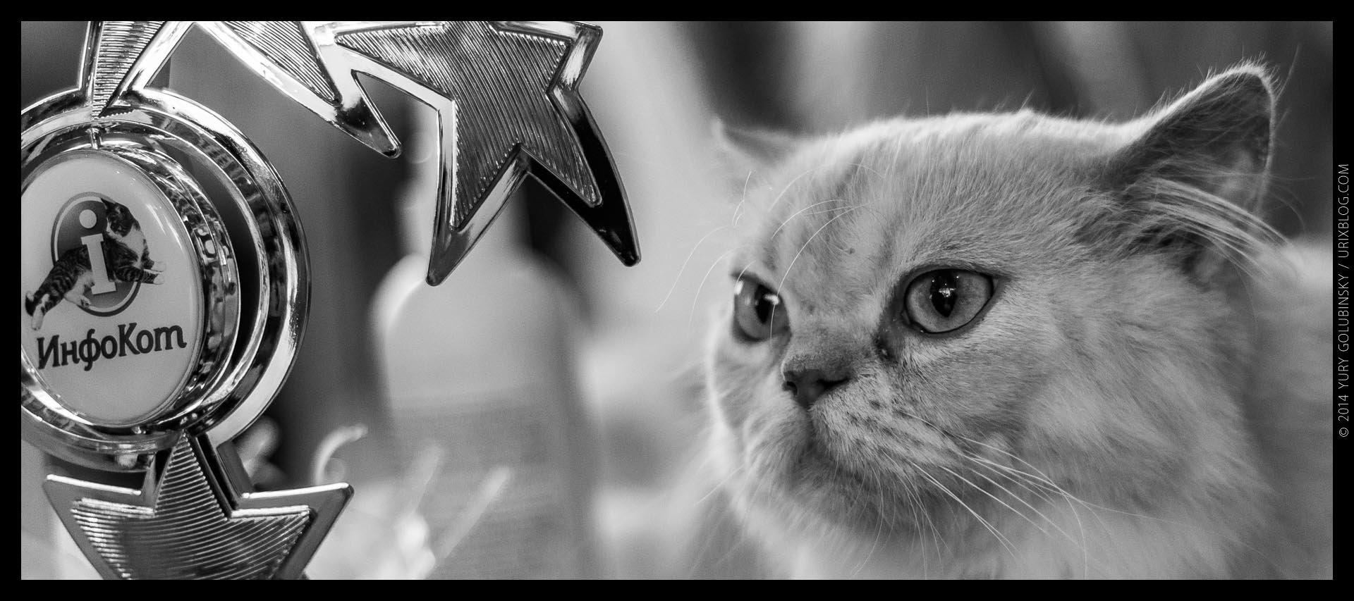 2014, InfoKot exhibition, cat, BW, black and white, panorama, Moscow, Russia