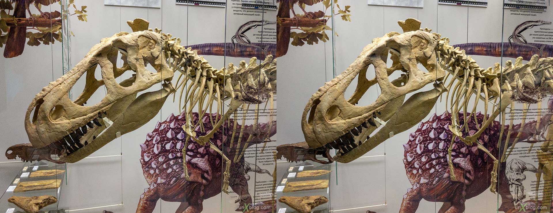 Darwin museum, dinosaur, Moscow, Russia, 3D, stereo pair, cross-eyed, crossview, cross view stereo pair, stereoscopic